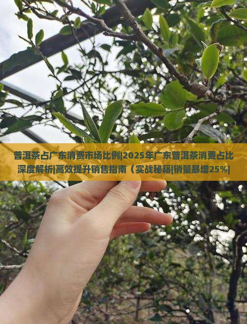普洱茶占广东消费市场比例