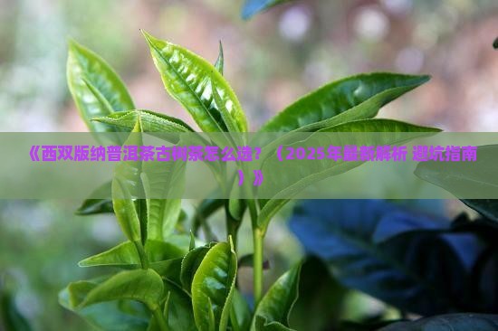 西双版纳普洱茶古树茶