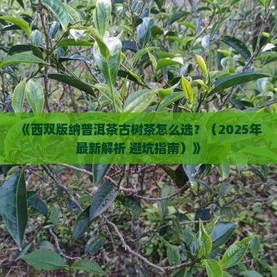西双版纳普洱茶古树茶