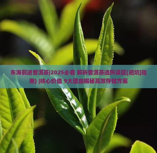 东海前进普洱茶