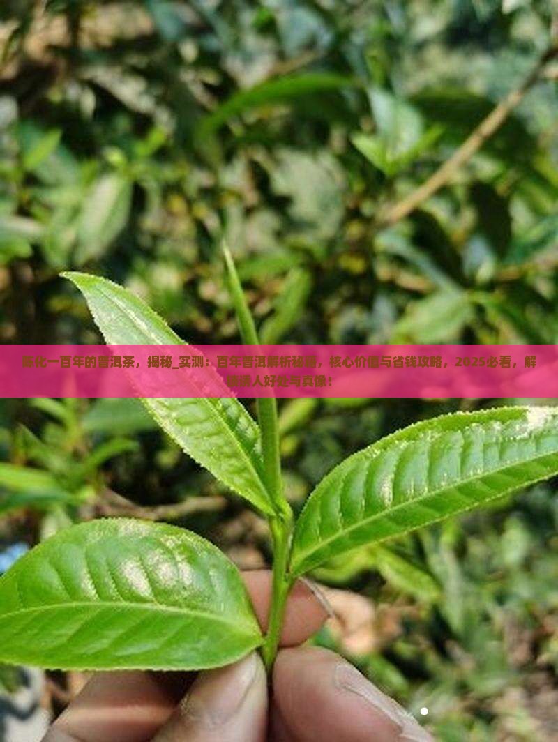 陈化一百年的普洱茶