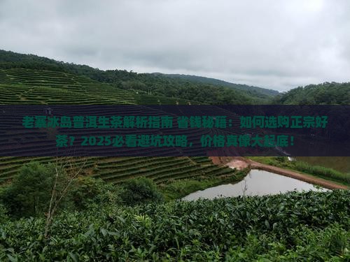 老寨冰岛普洱生茶