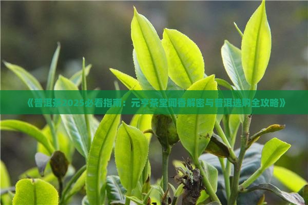 中国普洱茶元亨茶堂闻香