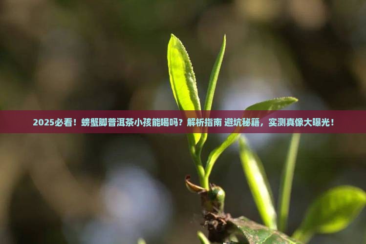 螃蟹脚普洱茶小孩可以喝吗