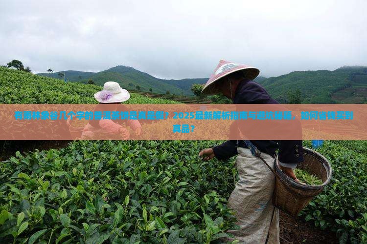 有雨林象谷几个字的普洱茶饼