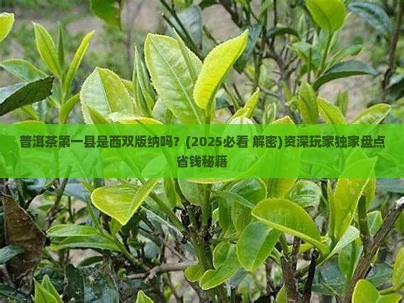 普洱茶第一县西双版纳