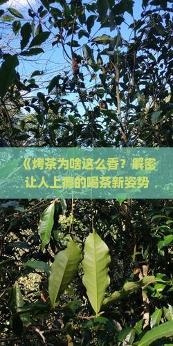 烤茶为什么好喝