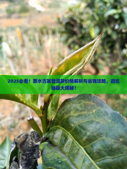 莽水古寨普洱茶价格表