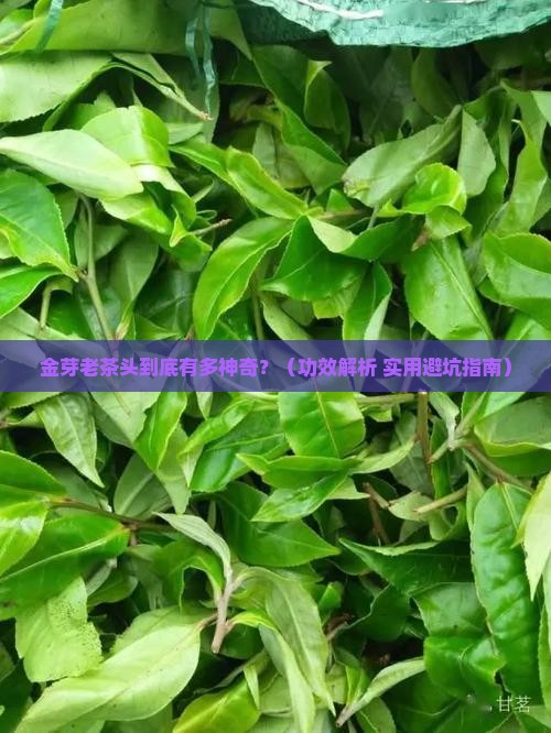 金芽老茶头的功效与作用