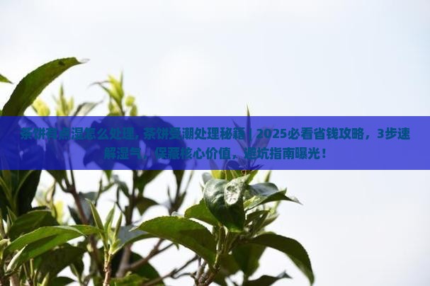 茶饼有点湿怎么处理