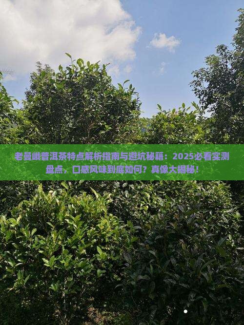 老曼峨普洱茶有什么特点