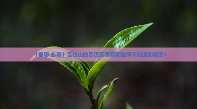 苦枝山的普洱茶