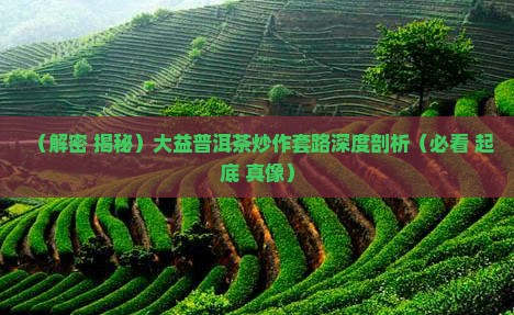 炒作大益普洱茶