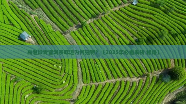 高温炒青普洱茶味道