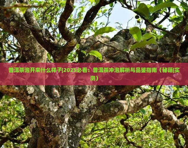 普洱茶泡开来什么样子