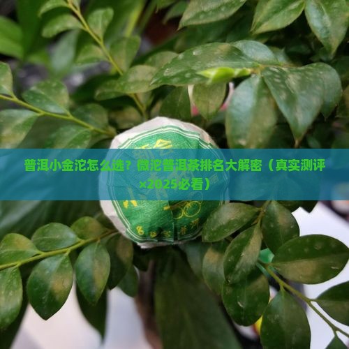 普洱小金沱排名微沱普洱茶