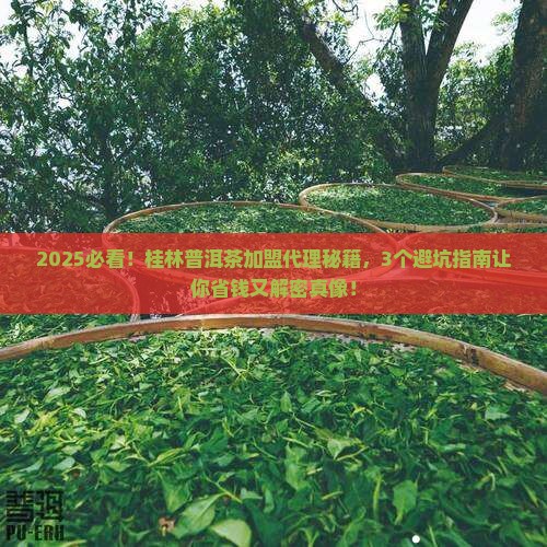 桂林普洱茶加盟代理