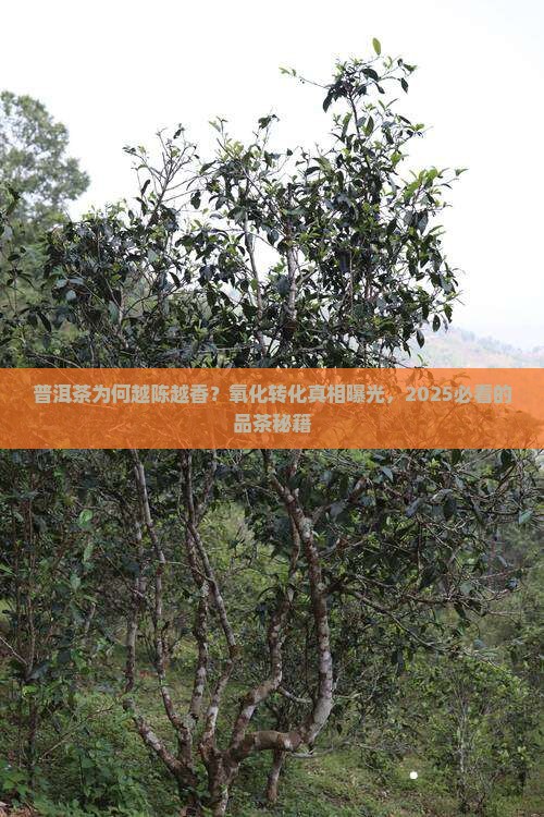 普洱茶的氧化与转化