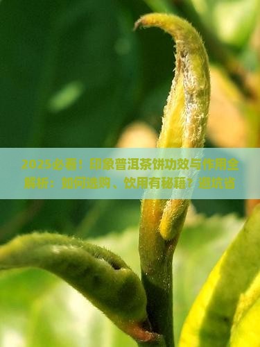 印象普洱茶饼功效与作用