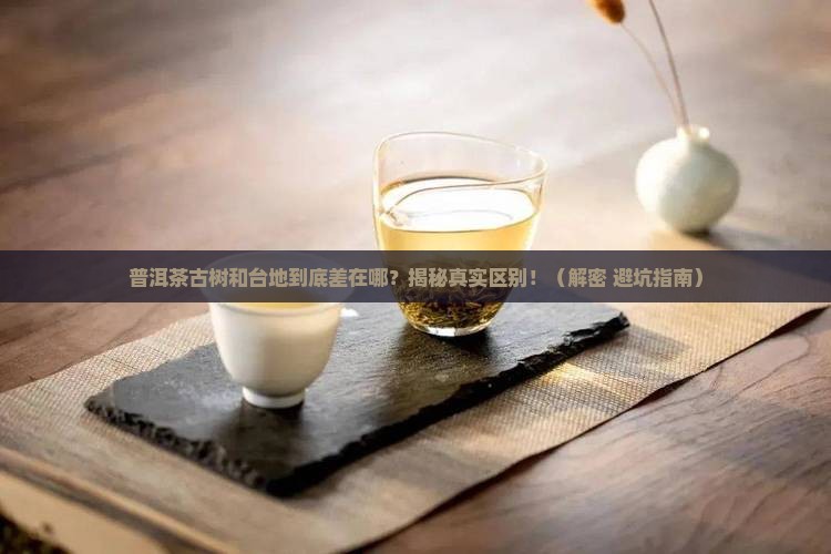 普洱茶古树和台地的区别