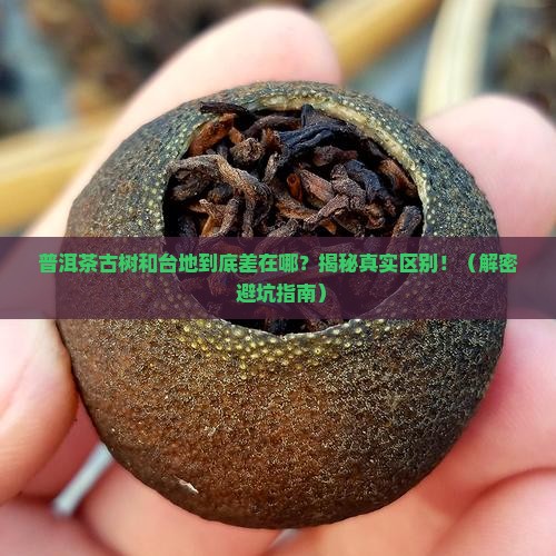 普洱茶古树和台地的区别
