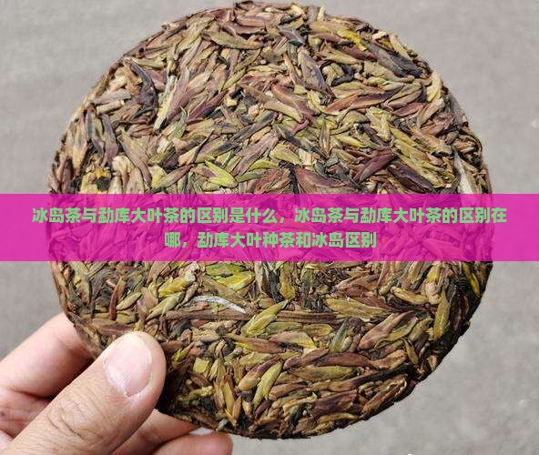 冰岛茶与勐库大叶茶的区别