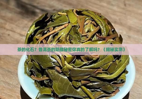 茶的化石普洱茶