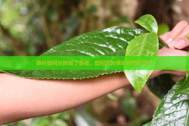 茶叶如何分辨加了香精