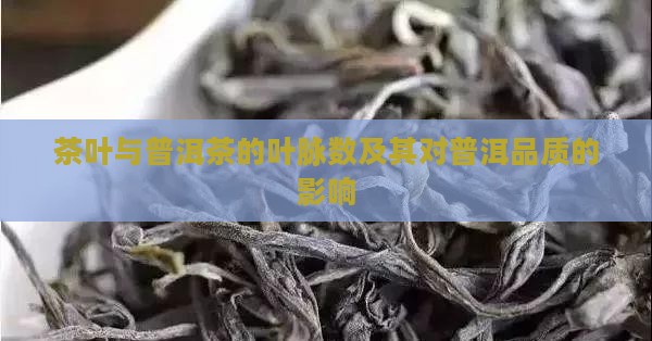 普洱茶的叶脉数