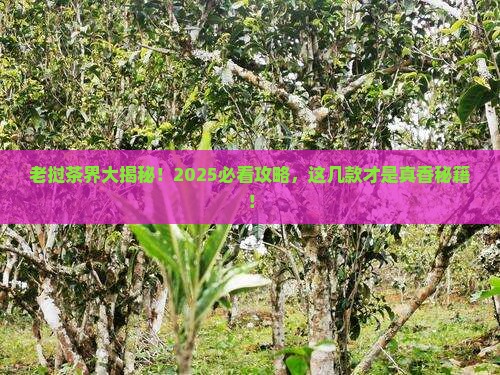 老挝什么茶出名