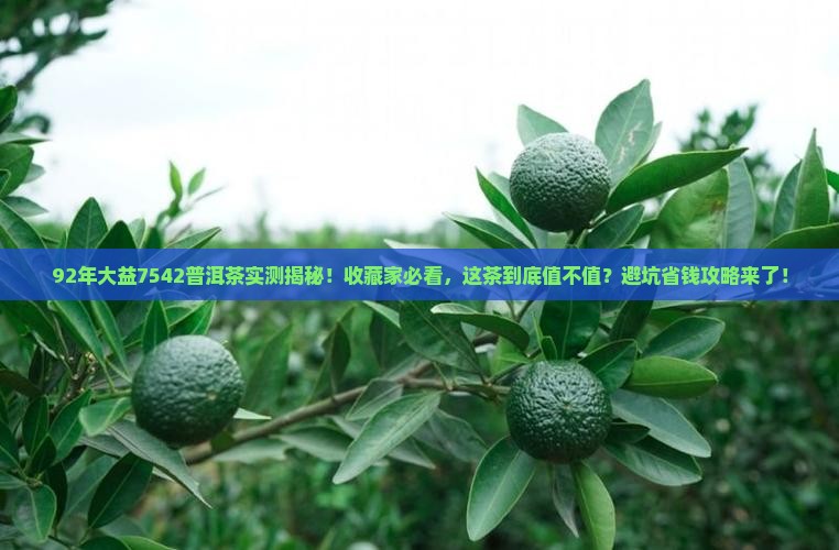 92年大益7542普洱茶