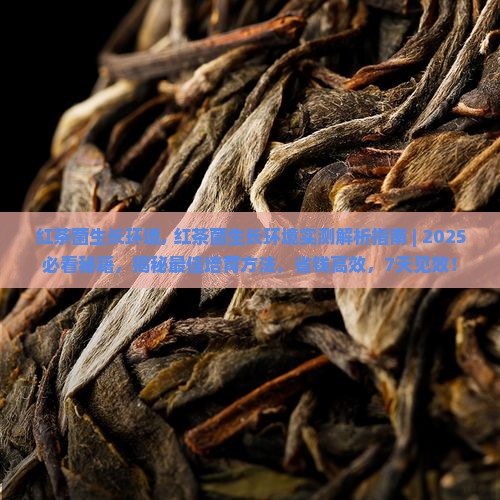 红茶菌生长环境
