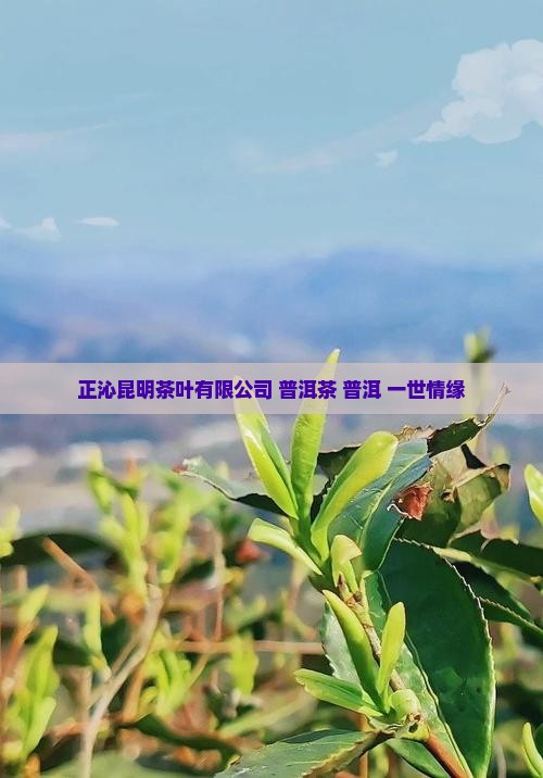 一世情缘普洱茶