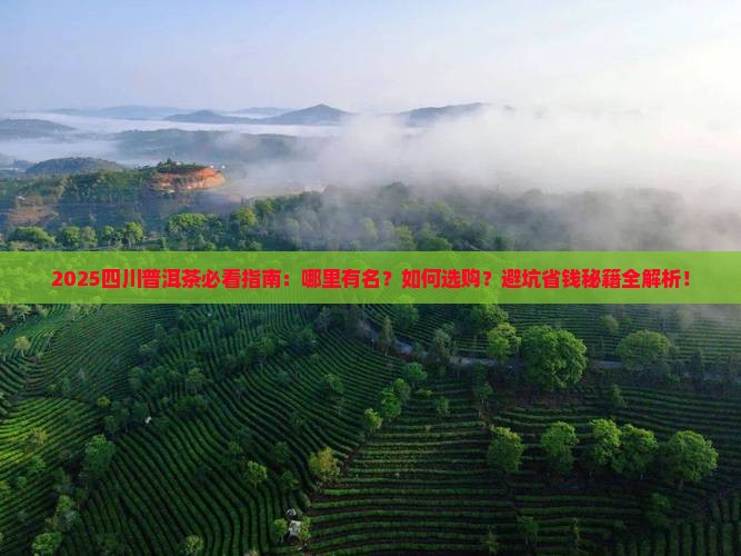 四川普洱茶哪里有名