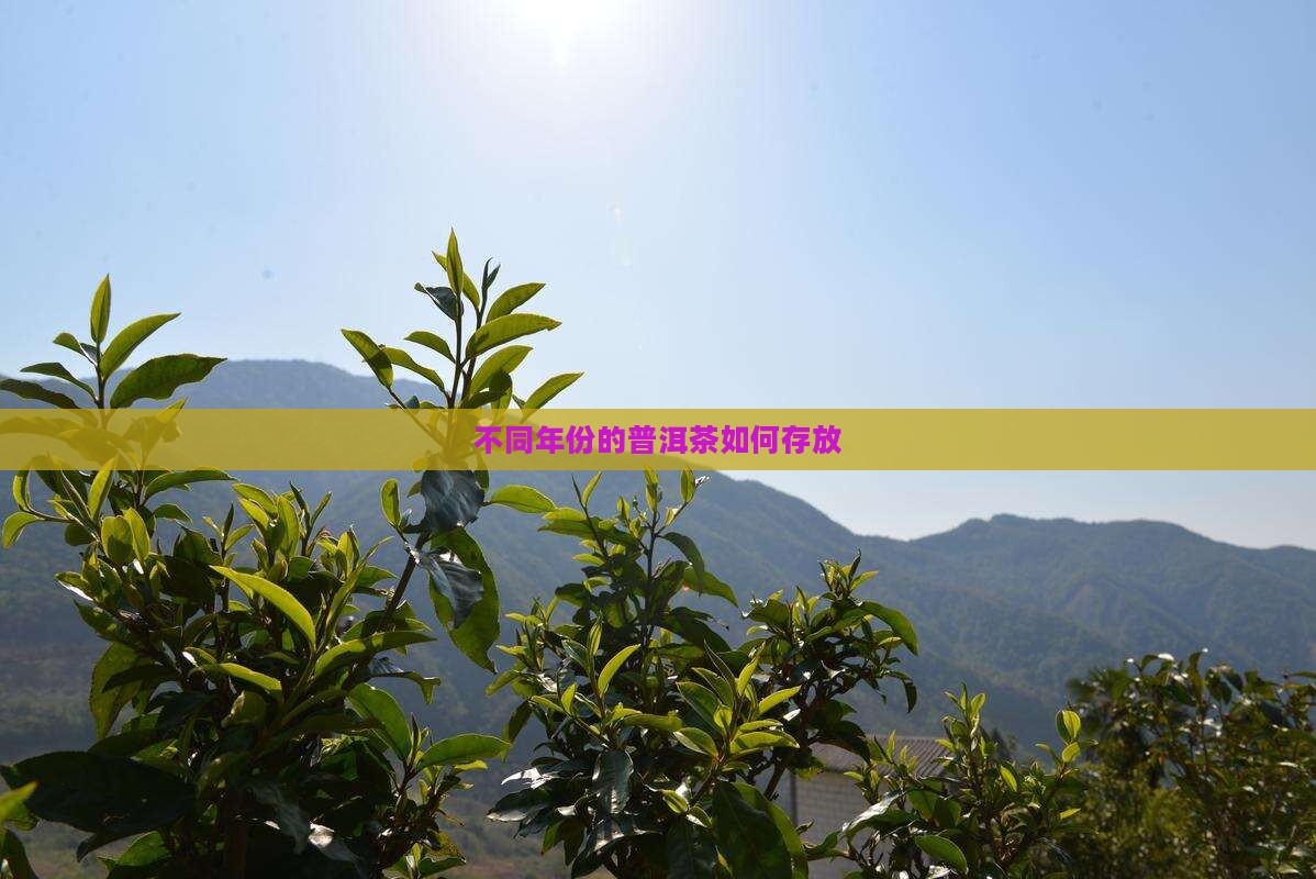 不同年份的普洱茶如何存放
