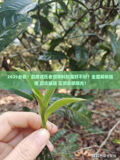 勐库戎氏老班章料好吗