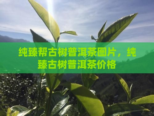 纯臻帮古树普洱茶