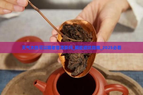 天气太热可以喝老普洱茶吗