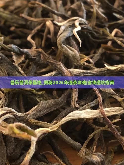 昌乐普洱茶基地