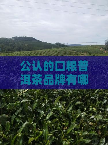 公认的口粮普洱茶品牌有哪些