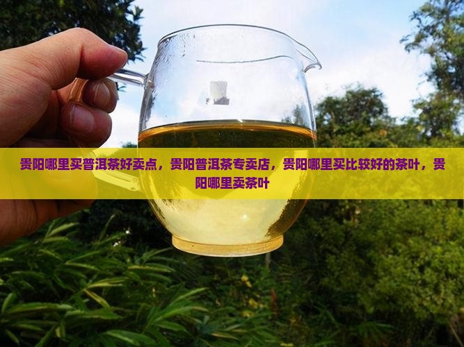 贵阳哪里买普洱茶好卖点