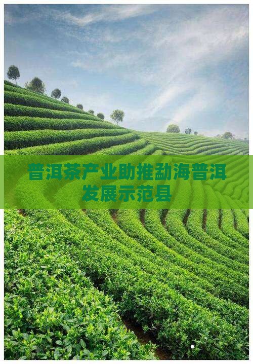 普洱茶现代产业示范县