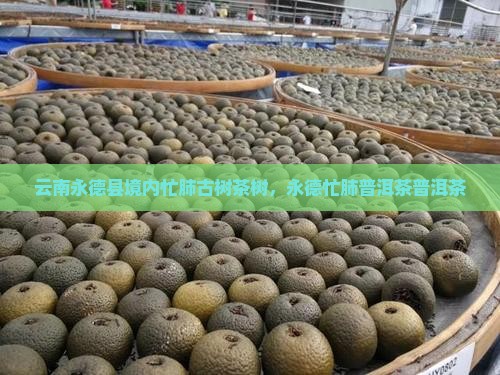 云南忙肺山普洱茶