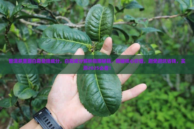 普洱茶里面白霜是啥成分