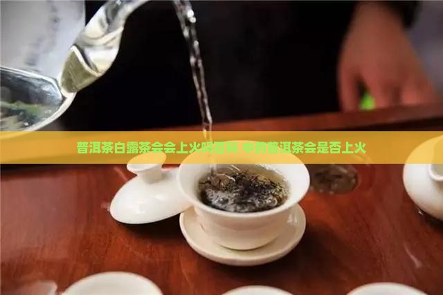 普洱茶白露茶会上火吗百度百科