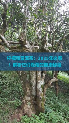 柠檬和普洱茶的好处