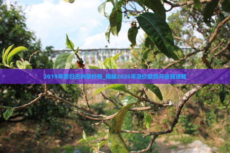 2019年昔归古树茶价格