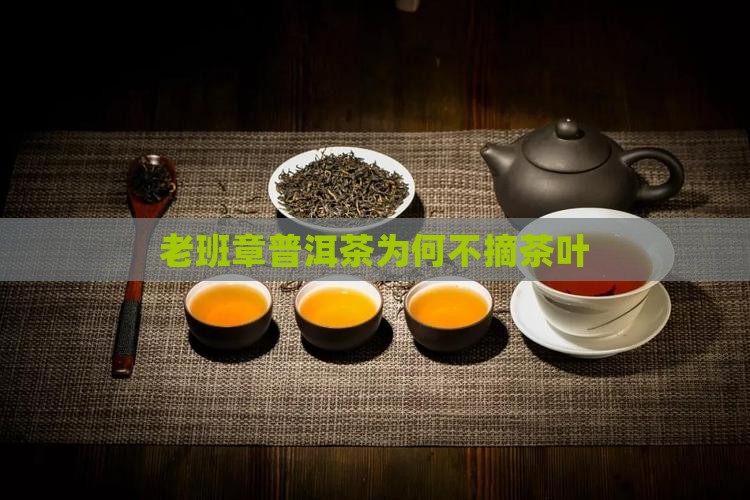 老班章为什么不摘茶叶