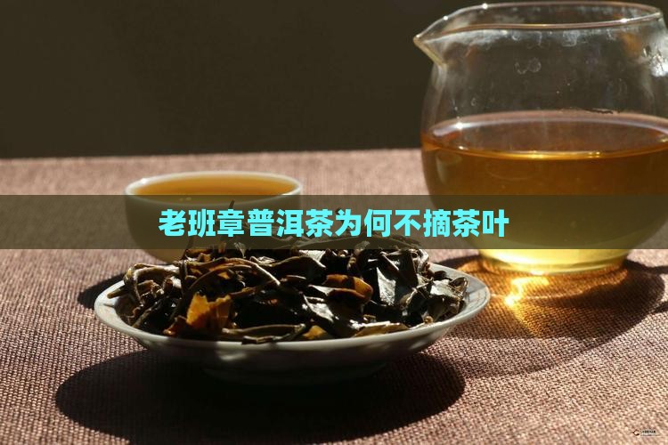 老班章为什么不摘茶叶