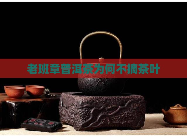 老班章为什么不摘茶叶